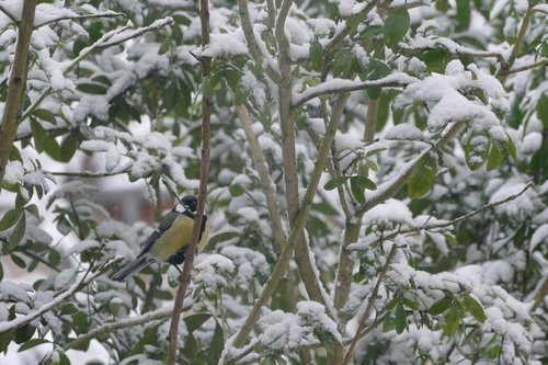 snow  nature  bird