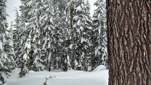 snow forest trees
