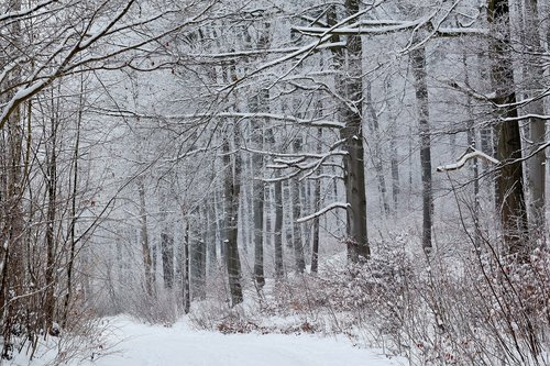 snow  forest  winter