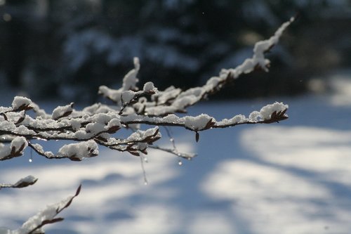 snow  branch  tree
