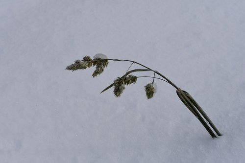 snow  winter  grass