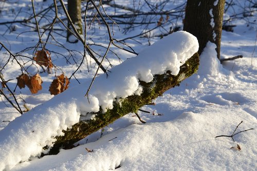 snow  winter  landscape