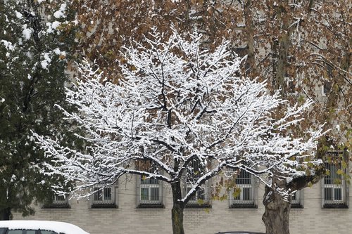 snow  wood  winter