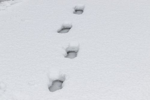 snow  winter  footprint