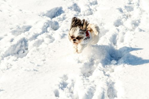 snow dog pet