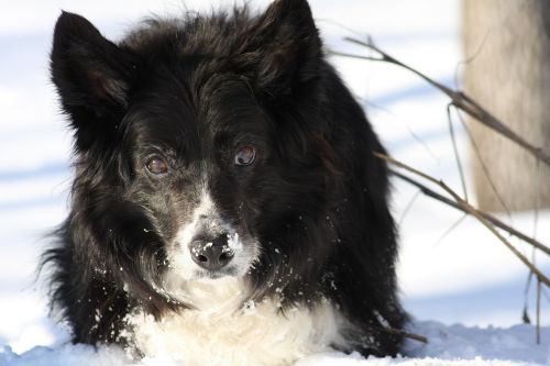 snow dog collie