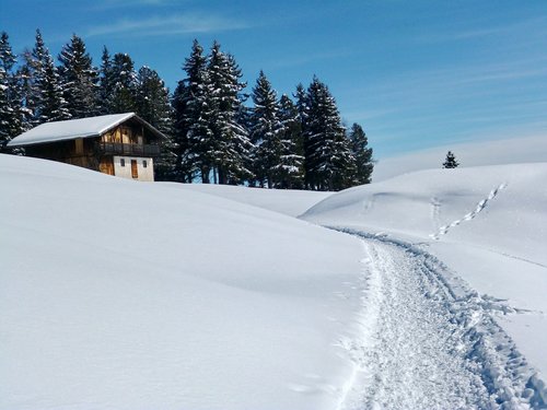 snow  winter  landscape