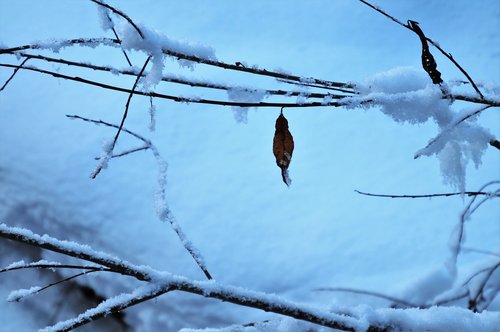 snow  last  leaf