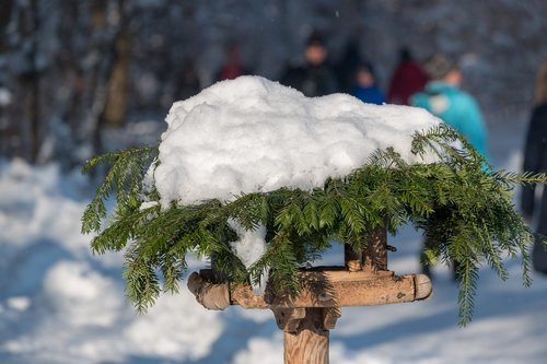 snow  bird feeder  aviary