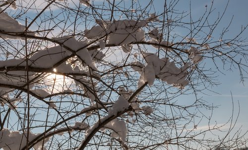 snow  sun  branches