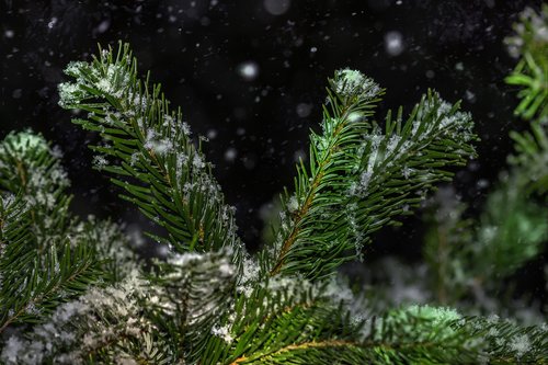 snow  winter  fir tree