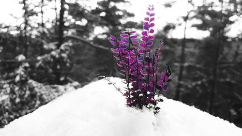 snow  purple  winter
