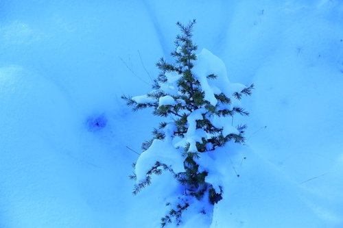snow  winter  pine