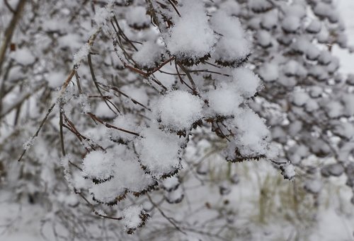 snow  snowflake  snowflakes