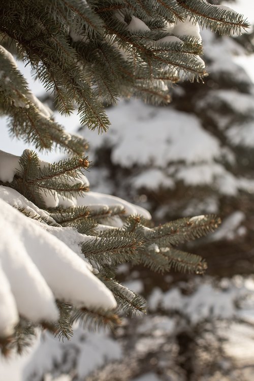 snow  winter  snow background