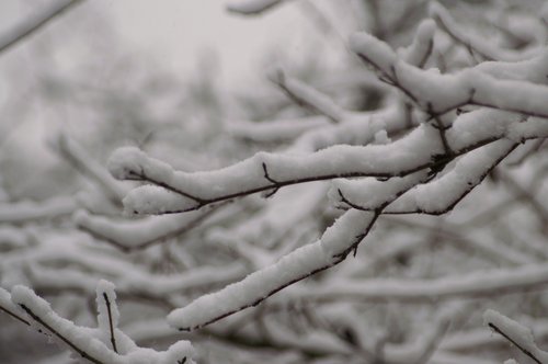 snow  tree  branches