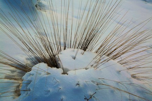 snow  winter  nature