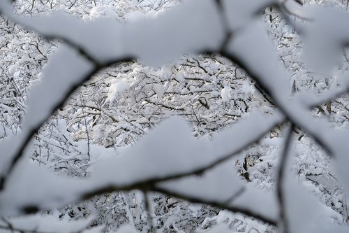 snow  branch  tree