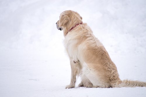 snow  dog  winter