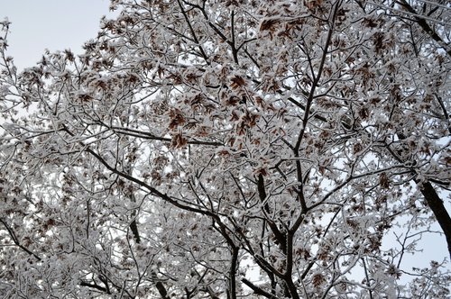 snow  winter  forest