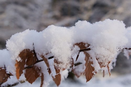 snow  winter  branch