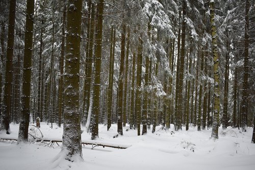snow  forest  winter