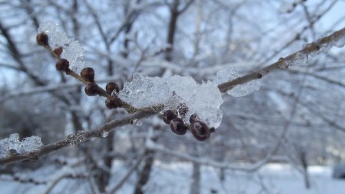 snow  branch  winter