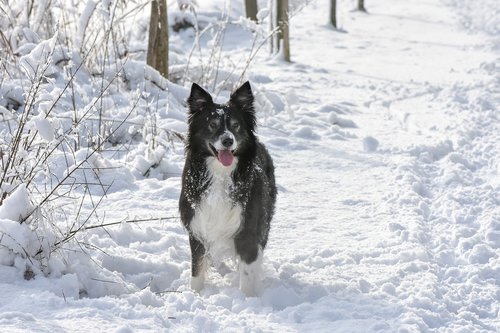 snow  dog  border