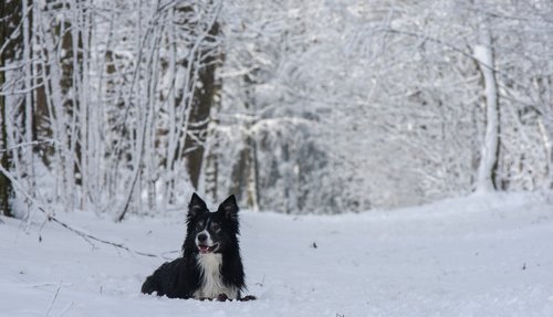 snow  dog  border