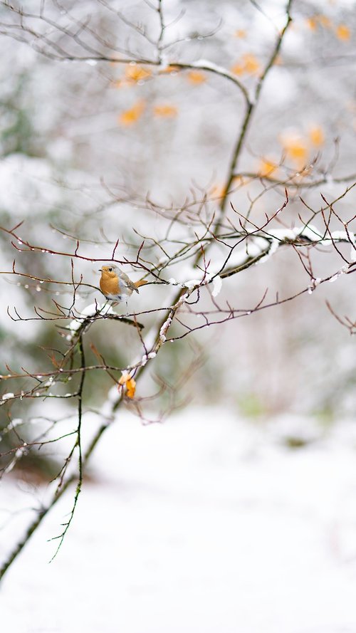 snow  winter  robin