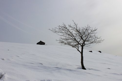 snow  winter  scenery