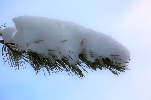 snow  winter  pine branch