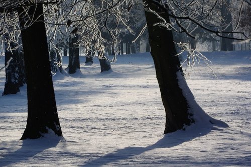 snow  trees  park