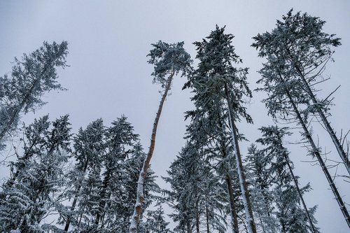 snow  trees  winter