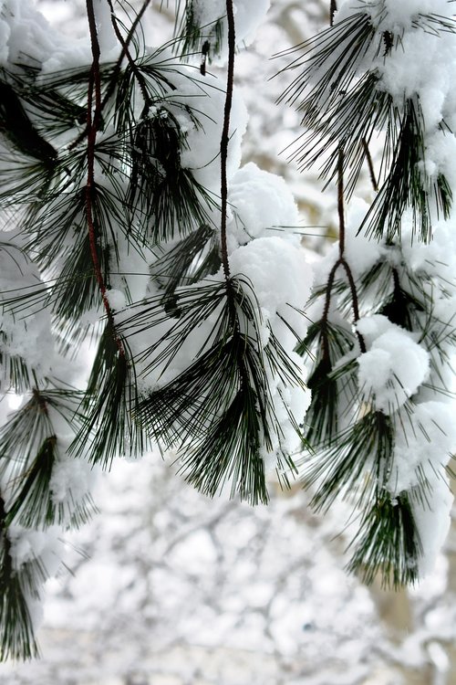 snow  winter  needles