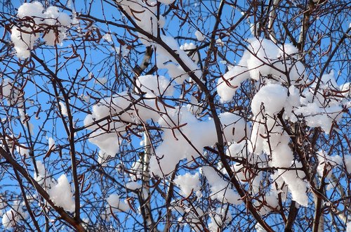 snow  branch  winter