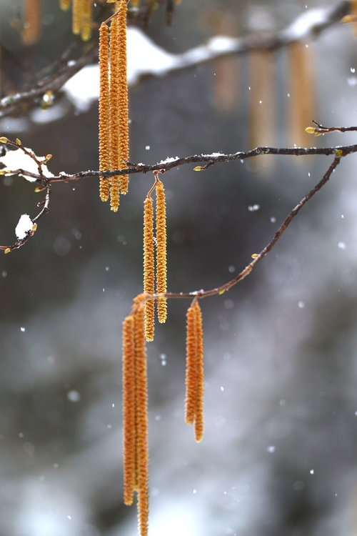 snow  branch  winter