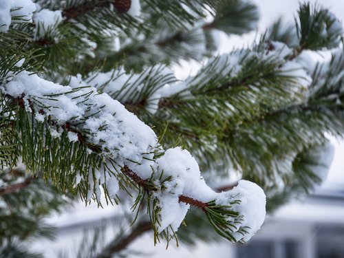snow  fir tree  winter