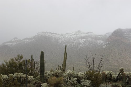 snow  desert  saguaro
