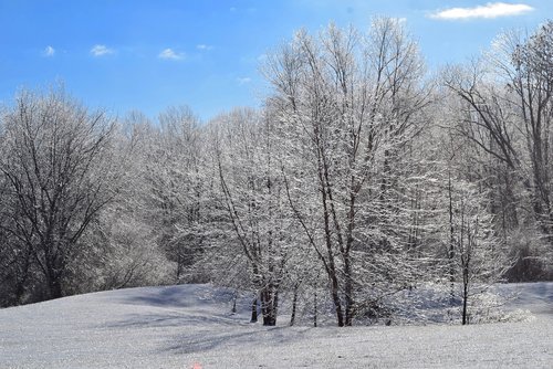 snow  winter  frost