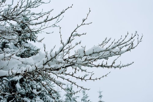 snow  winter  branches