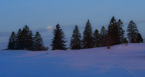 snow  moon  trees