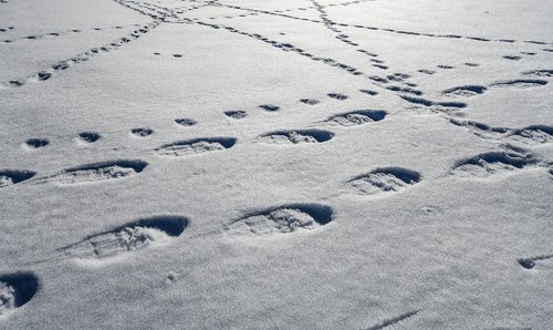 snow  traces  snowshoes