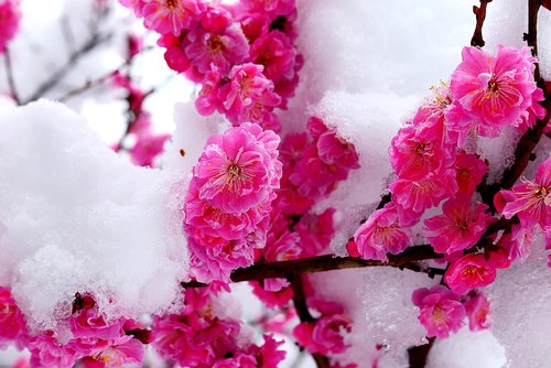 snow  flower  spring