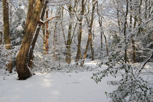 snow winter forest