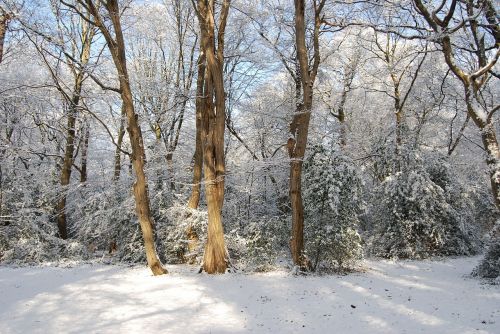 snow winter forest