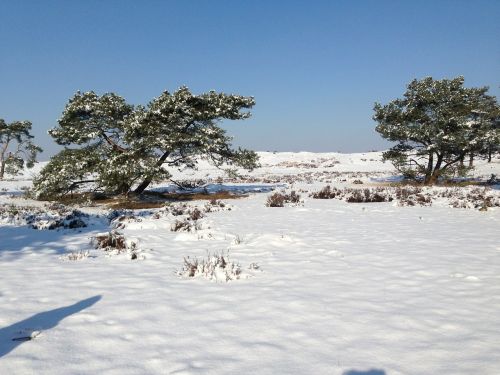 snow dutch landscape