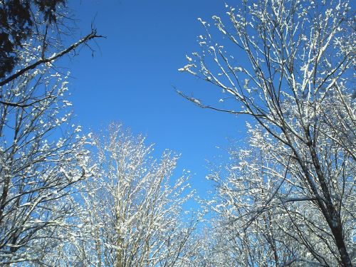 snow trees blue sky