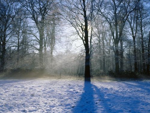 snow tree winter