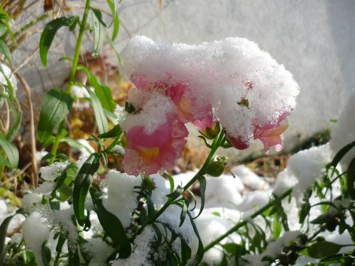 snow winter flower